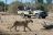 Luangwa River Camp - Pirschfahrt