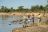 Luangwa River Camp - Walking Safaris
