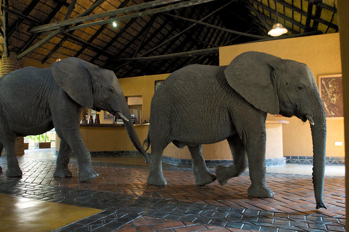 Mfuwe Lodge - Elefanten in der Reception