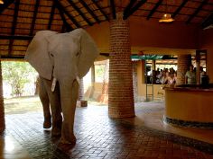 Mfuwe Lodge - Elefanten in der Reception