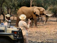 Sausage Tree Camp - Kurze Pause mit Elefant