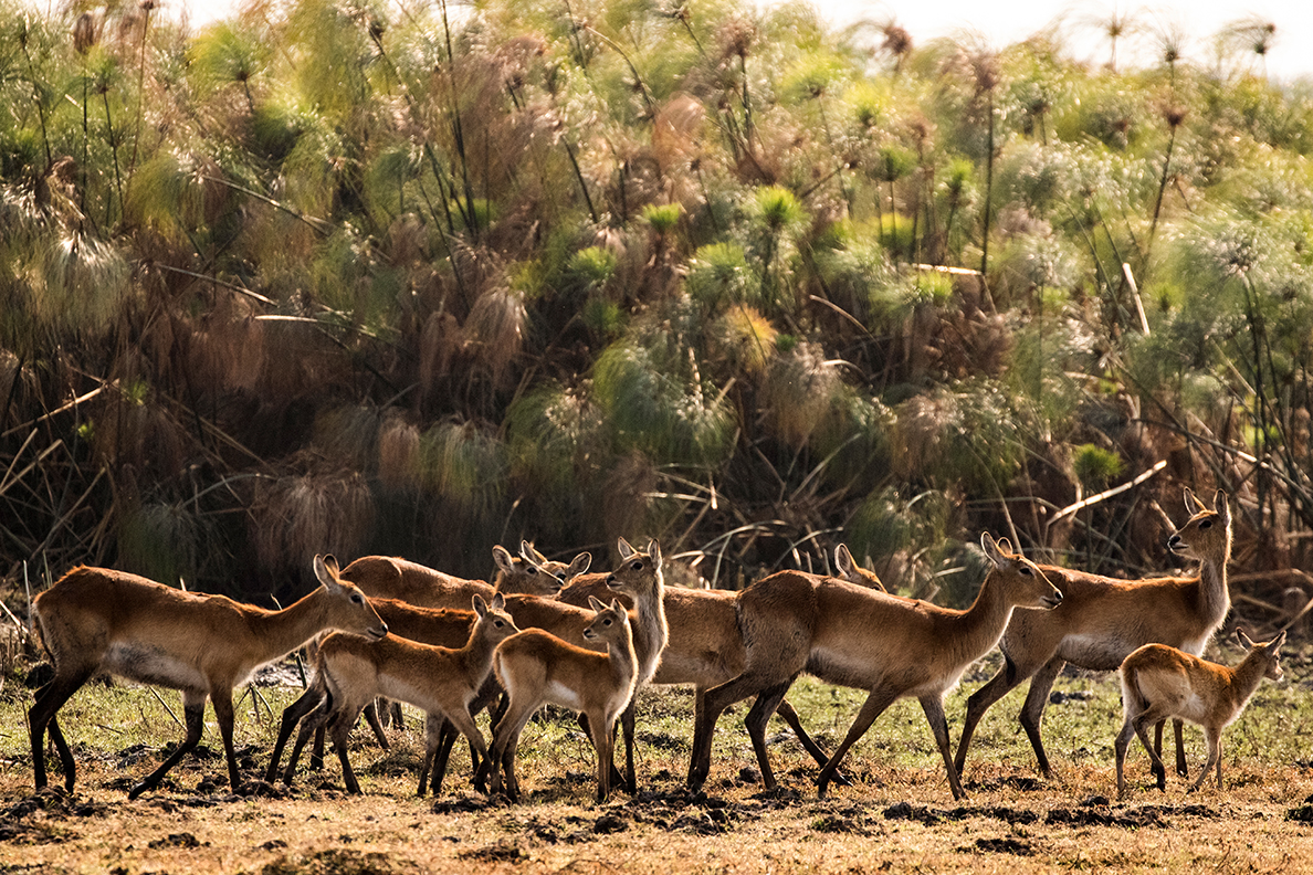 Shumba-Wilderness-Safari-Kafue-Zambia