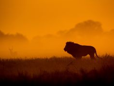 Shumba Camp - Löwe im Sonnenuntergang