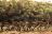 Shumba-Wilderness-Safari-Kafue-Zambia