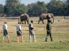 South Luangwa Bush Camping