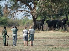 South Luangwa Bush Camping