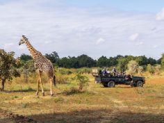 Time + Tide - Pirschfahrt im South Luangwa National Park