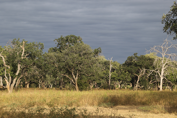 South Luangwa National Park