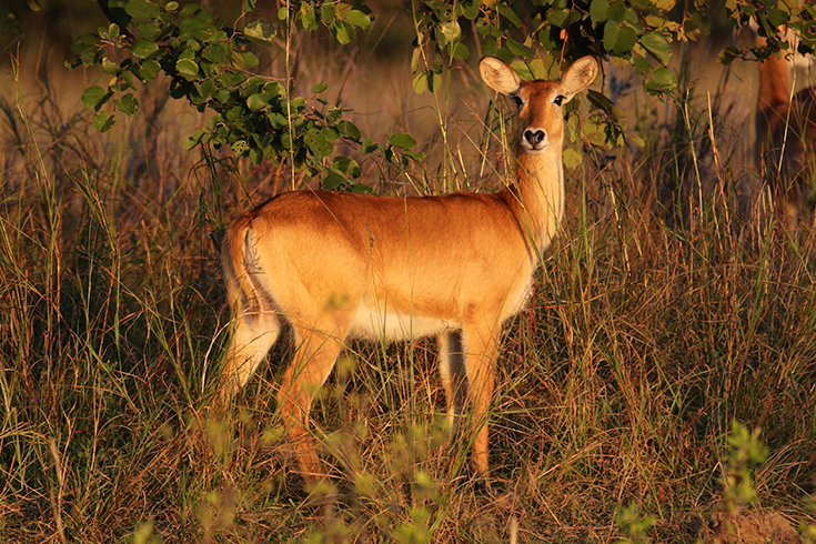 Kafue National Park - Puku