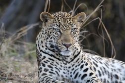 Kafue National Park