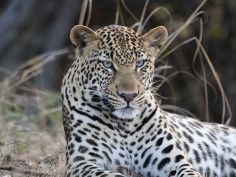 Kafue National Park - Leopard