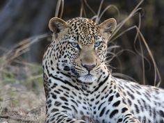 Kafue National Park - Leopard Kafue National Park - Leopard