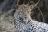 Kafue National Park - Leopard Kafue National Park - Leopard