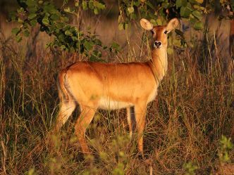 Kafue National Park - Puku Kafue National Park - Puku