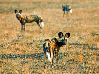 Kafue National Park - Wildhunde (Wilderness Safaris) Kafue National Park - Wildhunde (Wilderness Safaris)