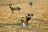 Kafue National Park - Wildhunde (Wilderness Safaris) Kafue National Park - Wildhunde (Wilderness Safaris)