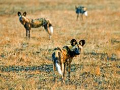 Kafue National Park - Wildhunde (Wilderness Safaris) Kafue National Park - Wildhunde (Wilderness Safaris)