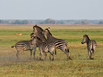 Kafue National Park - Zebras (Wilderness Safaris) Kafue National Park - Zebras (Wilderness Safaris)