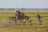 Kafue National Park - Zebras (Wilderness Safaris) Kafue National Park - Zebras (Wilderness Safaris)