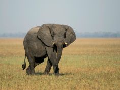 Kafue National Park - Elefant (Wilderness Safaris)