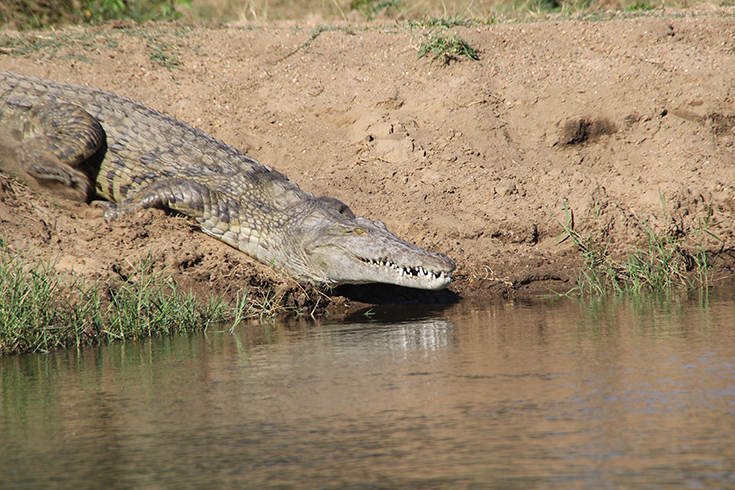 Lower Zambezi National Park