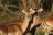 Lower Zambezi National Park Lower Zambezi National Park