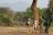 Lower Zambezi - Bush Walk Lower Zambezi - Bush Walk