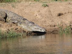 Lower Zambezi National Park Lower Zambezi National Park