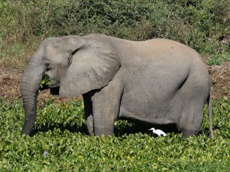 Lower Zambezi National Park Lower Zambezi National Park