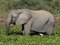 Lower Zambezi National Park Lower Zambezi National Park