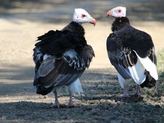 Lower Zambezi NP - Wollkopfgeier (White-headed vulture) Lower Zambezi NP - Wollkopfgeier (White-headed vulture)