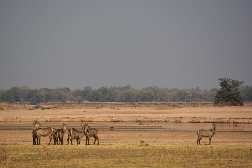 Luambe National Park - Scenery 2 