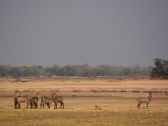 Luambe National Park - Scenery 2 