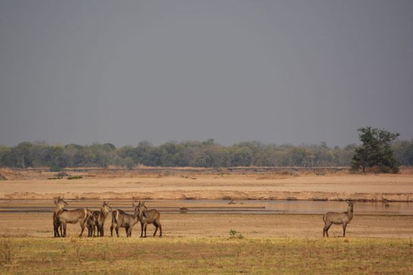 Luambe National Park