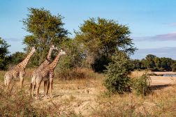 Luambe National Park