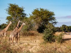 Luambe National Park - Giraffe