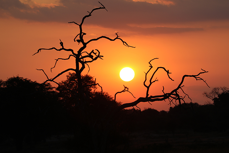 South Luangwa National Park