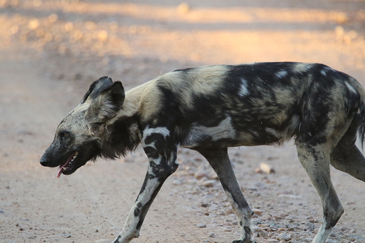 South Luangwa National Park - Wildhund