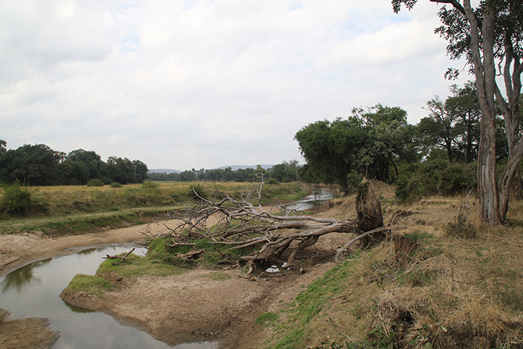 South Luangwa National Park