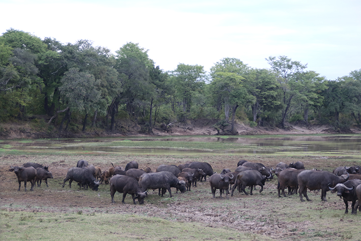 South Luangwa National Park