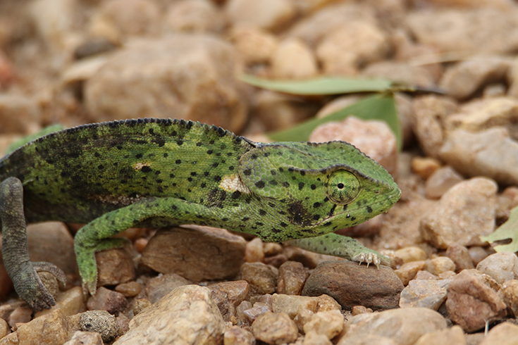 South Luangwa National Park - Chameleon