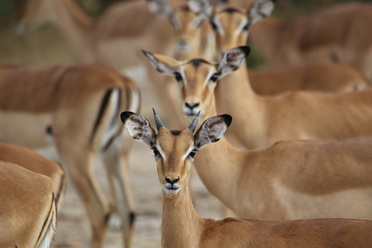 South Luangwa National Park - Impala