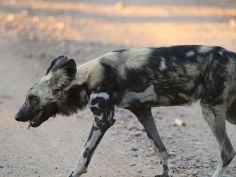 South Luangwa National Park - Wildhund