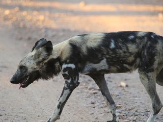 South Luangwa National Park - Wildhund South Luangwa National Park - Wildhund