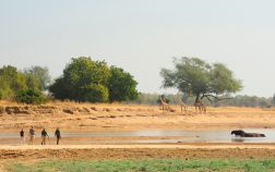 South Luangwa National Park