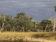 South Luangwa National Park South Luangwa National Park