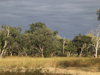South Luangwa National Park South Luangwa National Park
