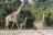 South Luangwa National Park - Giraffen