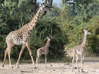 South Luangwa National Park - Giraffen South Luangwa National Park - Giraffen