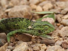 South Luangwa National Park - Chameleon South Luangwa National Park - Chameleon